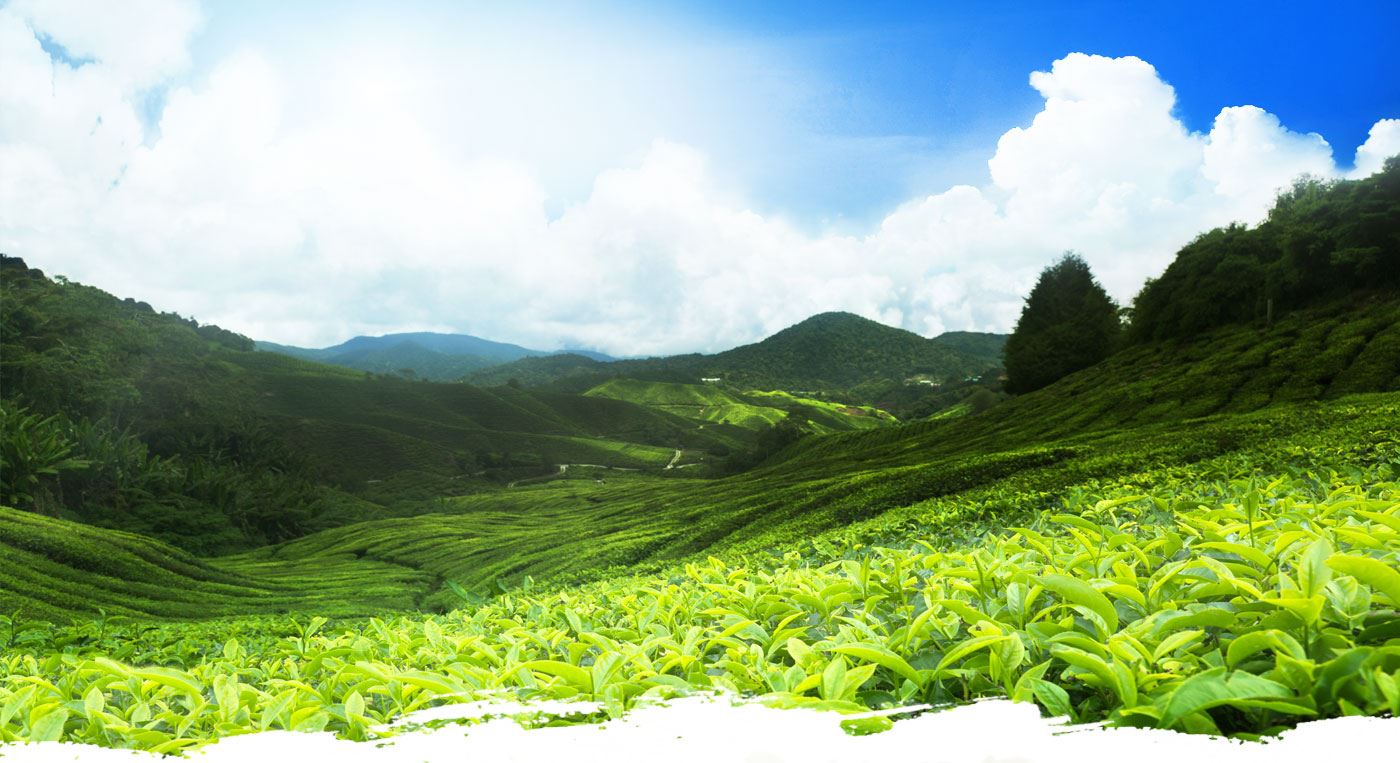 GELECEK NESİLLER ÇAY KEYFİNİ BİLSİNLER DİYE