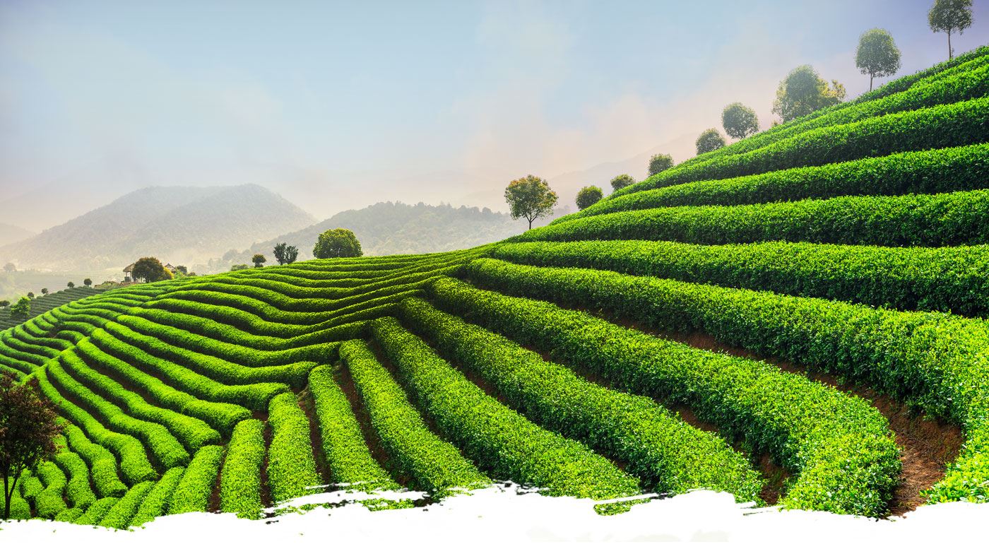 Türkiye'nin çayı tükenmesin